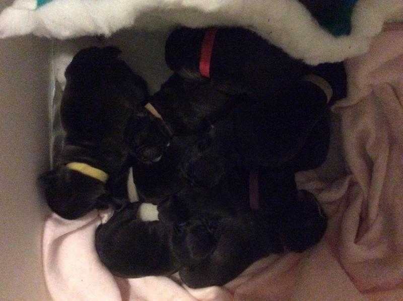 French bulldog puppies for sale , Motherwell