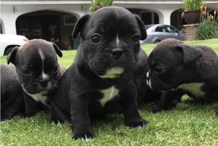 French Bulldog Puppies Puppy For Sale