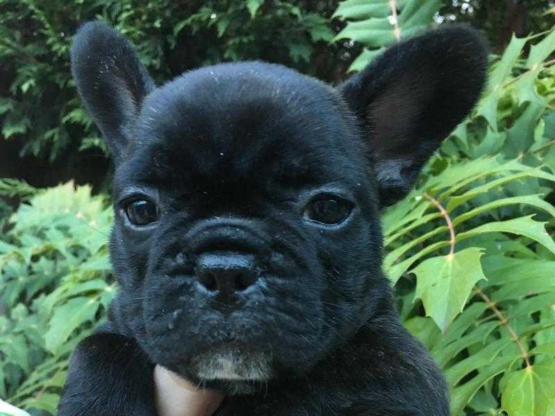 FRENCH BULLDOG PUPPIES READY TO GO 7th NOVEMBER