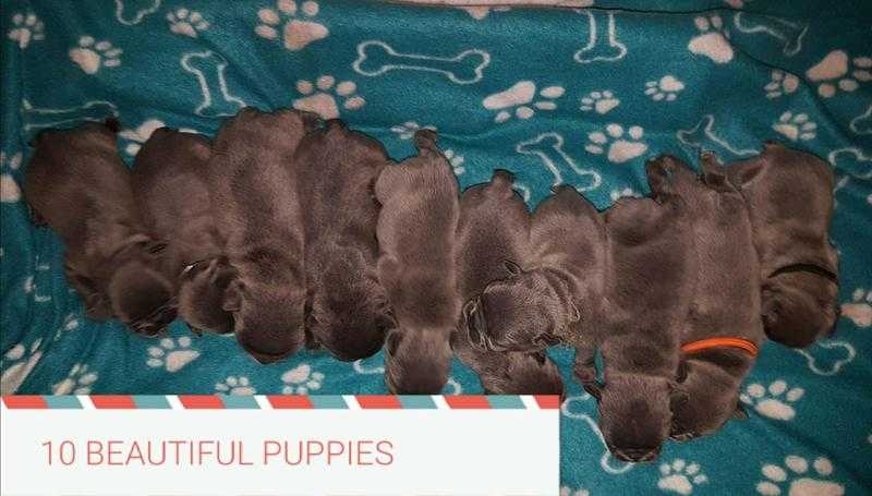 French bulldog  puppies We have 5  girls and 5 boys
