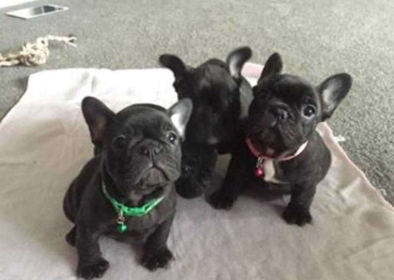 French bulldog puppy for sale kc registered Motherwell scotland