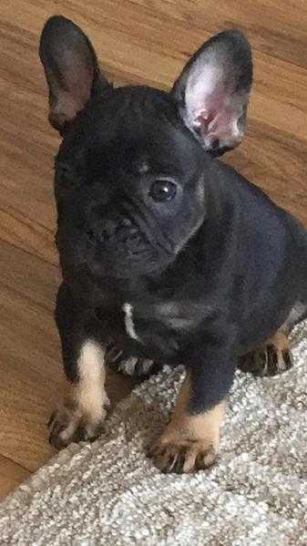 French bulldog pups kc regesterd