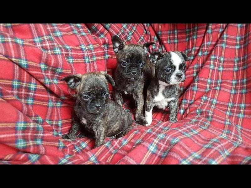 French bulldog x pups