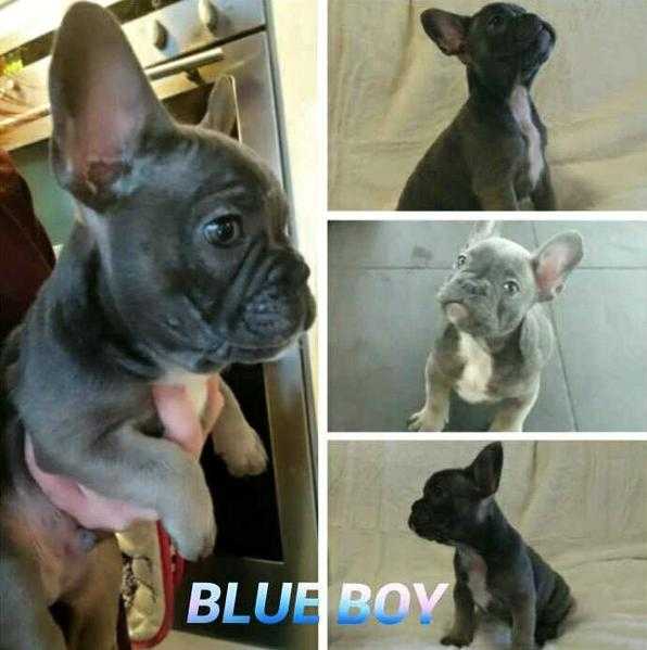 french bulldogs puppies