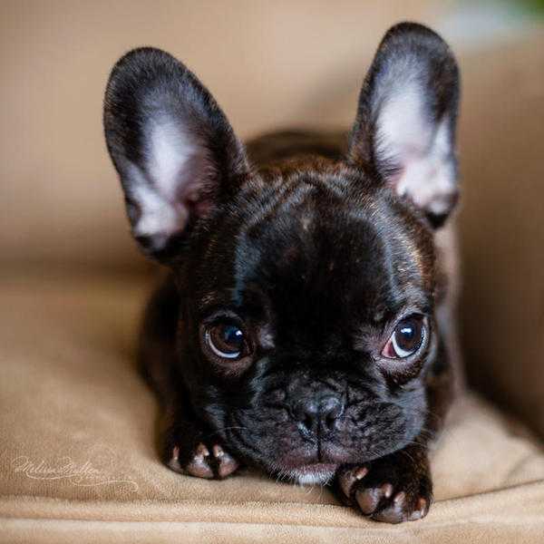 French Bulldogs Puppies Top Blood lines