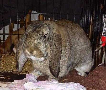 French Lop buck for sale