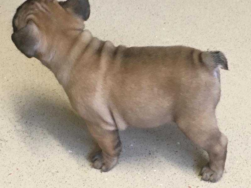 Frenchbulldog cross puppies