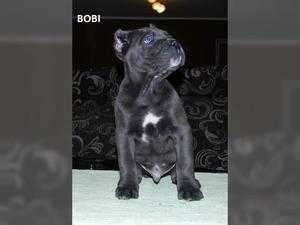 frenchbulldogs for sale