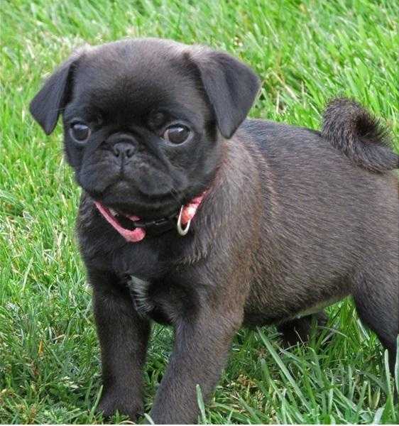 friendly pug puppies for sale