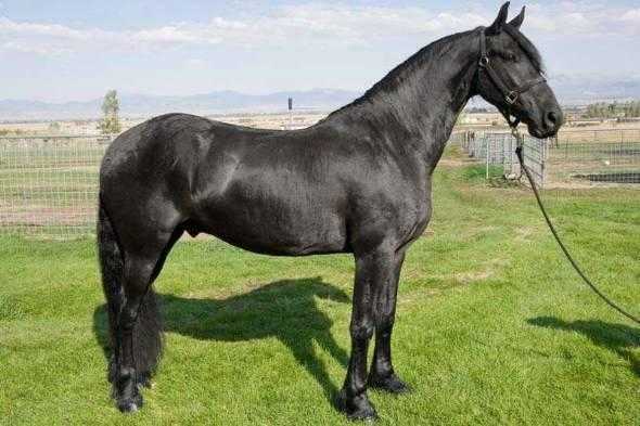 Friesian dressage prospect