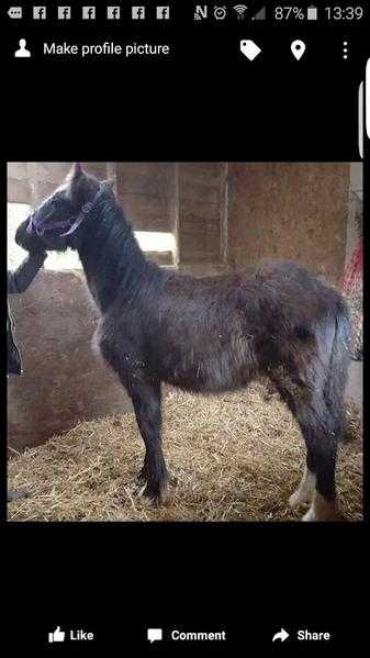 Friesian X Clydesdale X Large heavy Cob Colt
