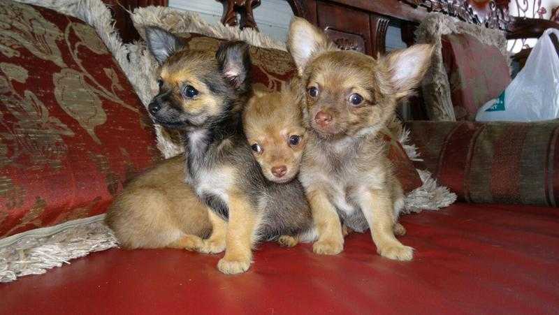 Full bred chihuahua puppies