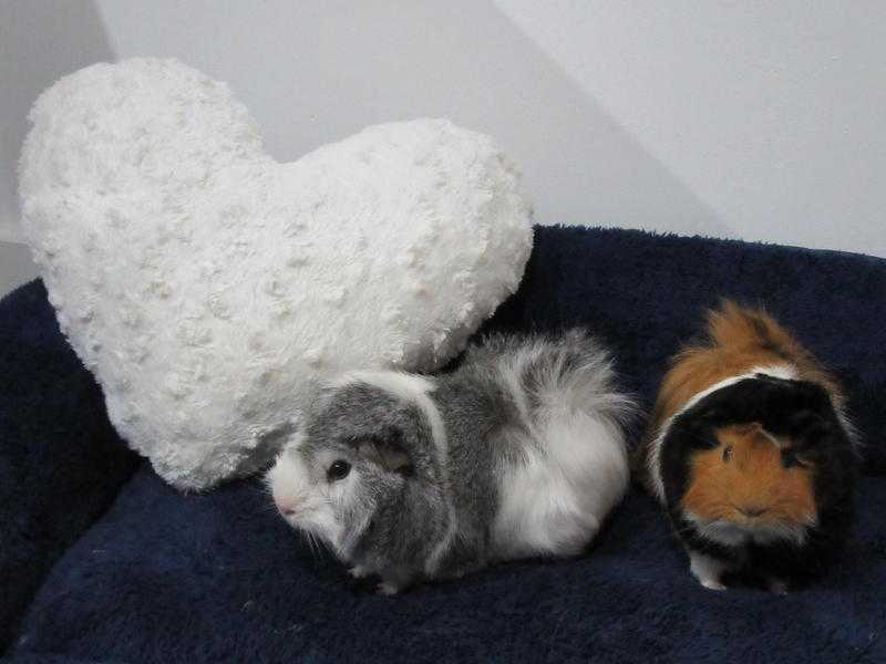 Full Kit  2 Guinea Pigs BARGAIN (cage, accessories, food, hay, toys)