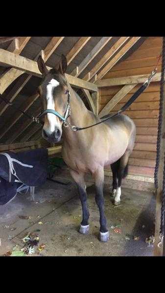 Full Loan, 15yo, 15.2h Irish cross bay gelding, Angmering, West Sussex  Available Immediately.