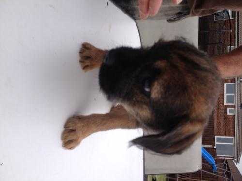 FULL PEDIGREE BORDER TERRIER PUPPY MALE WITH 5 GEN PEDIGREE