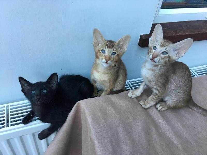 Full Pedigree Oriental Kittens Looking for Special Homes