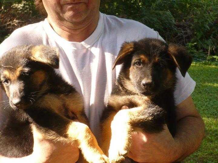 Full pure bred german shepherd puppies for sale