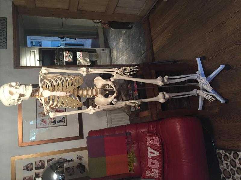 Full size skeleton