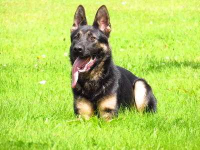 Fully Trained Personal Protection Dogs