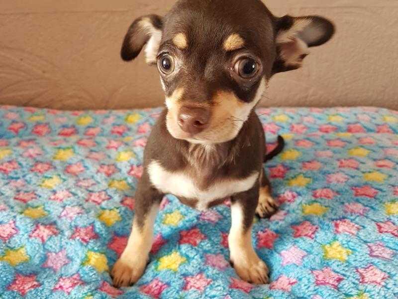 FULLY VACCINATED KC REG CHIHUAHUA BOY PUPPY.