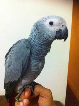 FULLY WEANED AFRICAN GREY BABIES FOR SALE