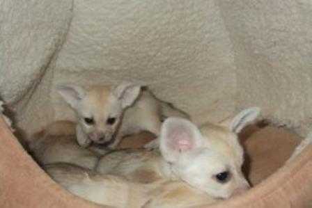 Funny And Amazement Fennec Foxes available