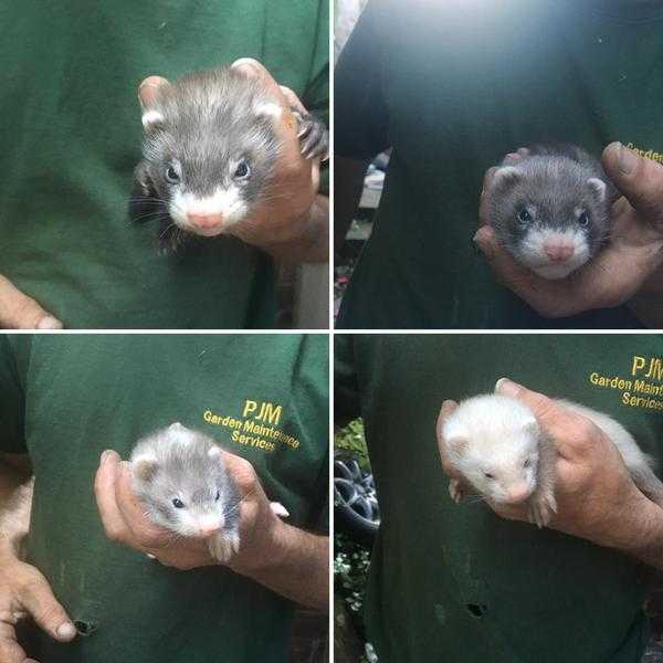 Furry Fuzzy Angora Ferret Kits Ready end of JulyAugust