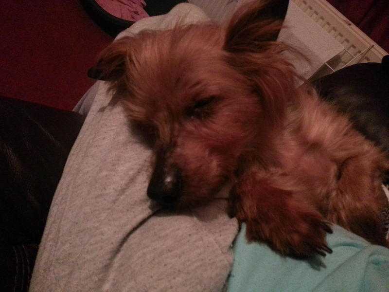 Fuss Loving Older Yorkshire Terrier Needs New Home