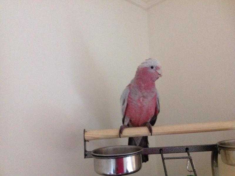 Galah cockatoo