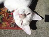 galvanized  opening steel windows