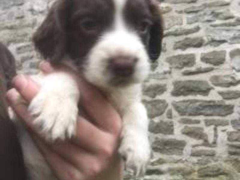 GAMEKEEPER Bred Springer Spaniel Puppies