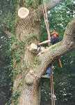 Garden Grafters Tree Surgery