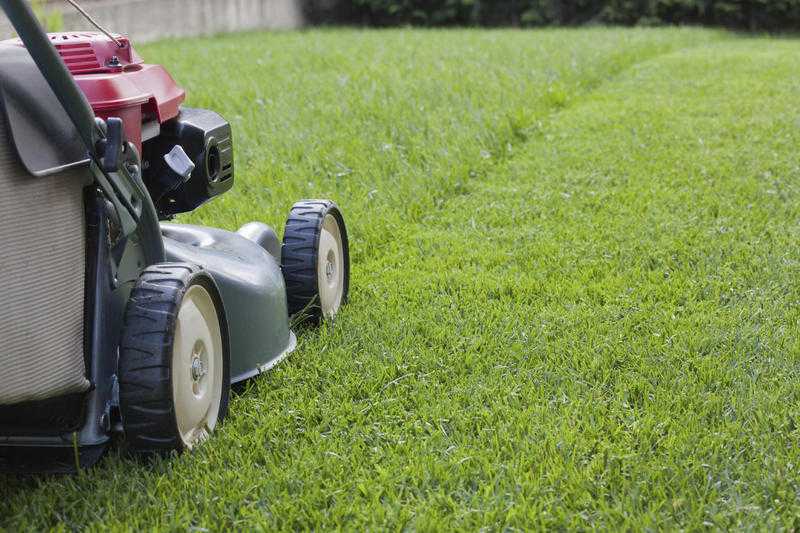 Garden maintenance, Moss treatment, Weed Control , Lawn Maintenance