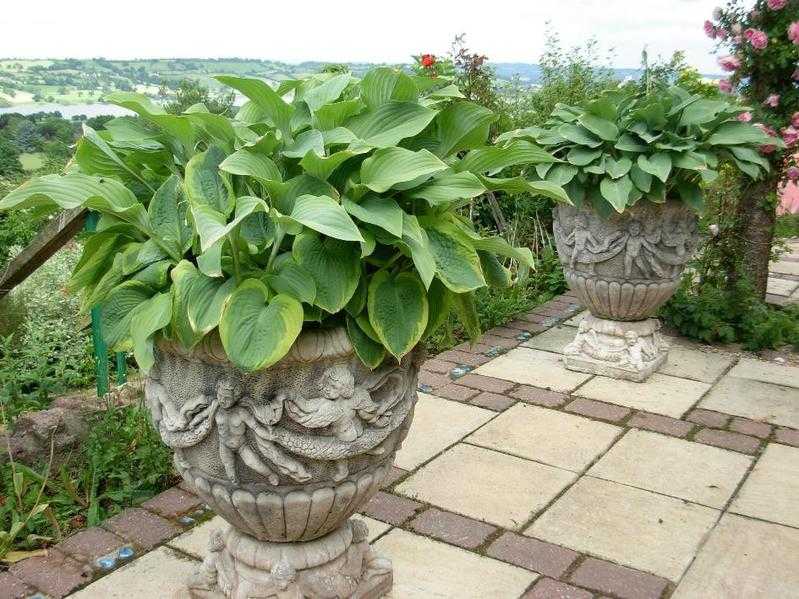 Garden Planters Pair Antique