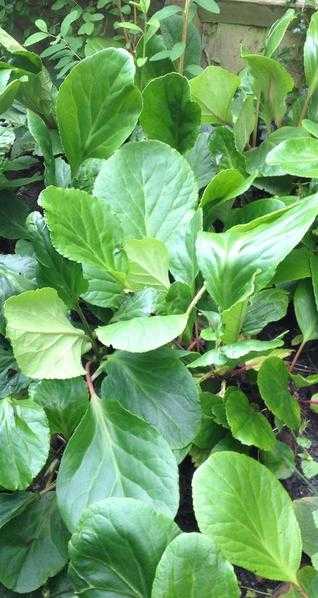 Garden Plants - Elephant039s Ears, Purpurea. Evergreen perennial. Root with leaves.