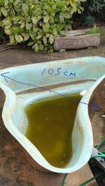 Garden Pond
