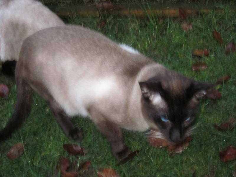 GCCF Active or pet seal pt Siamese stud for sale