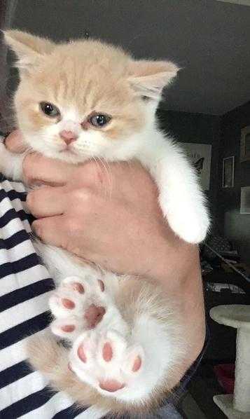 GCCF pedigree British shorthair kittens for sale