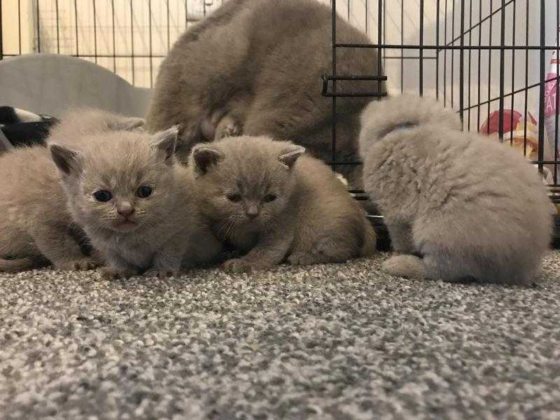 GCCF REGISTERED BRITISH SHORTHAIR KITTENS