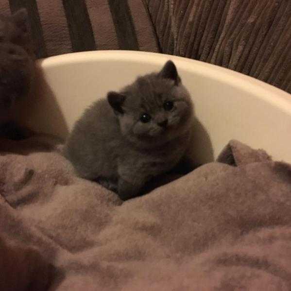 GCCF REGISTERED BRITISH SHORTHAIR KITTENS