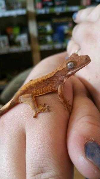 Geckos for sale