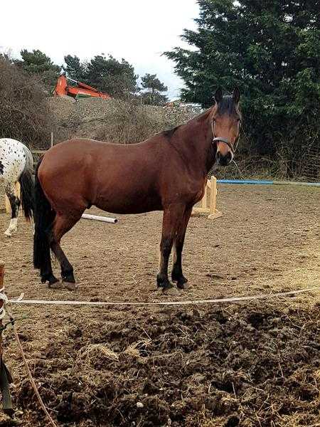 Gelding 15.1 sec D x TB