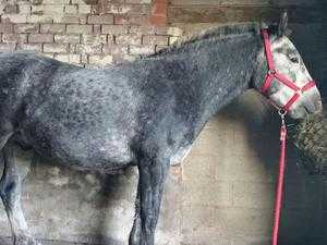 Gelding for sale