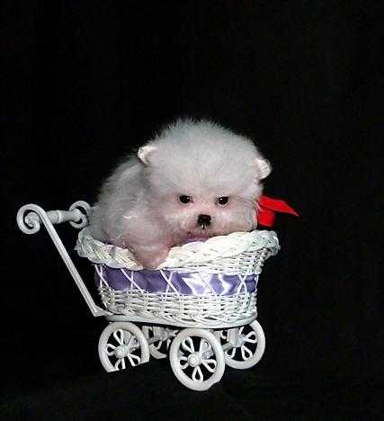 Genuine tiny teacup pure white teacup pomeranian puppy for sale,boy,KC reg