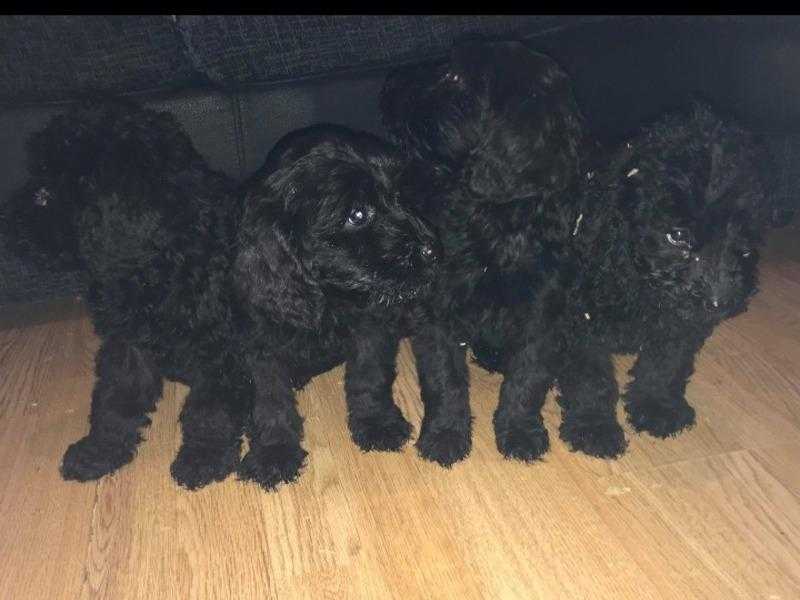 Georgous labradoodle puppies for sale