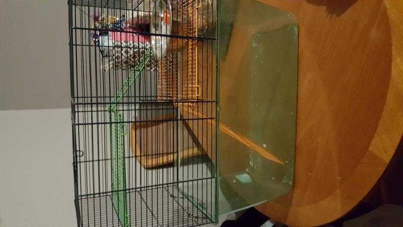 Gerbil cage for sale