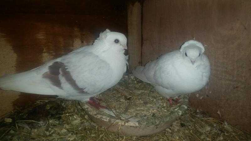 German owl pigeons