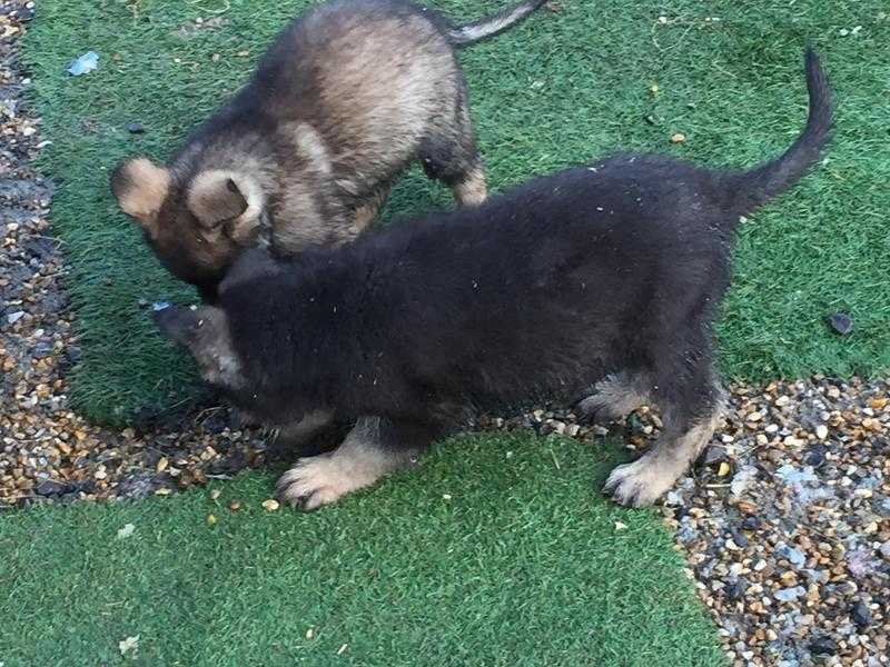 German Puppies for sale