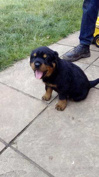 German rottweiler