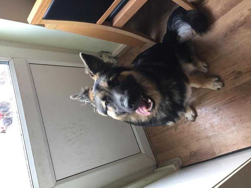 german sheperd